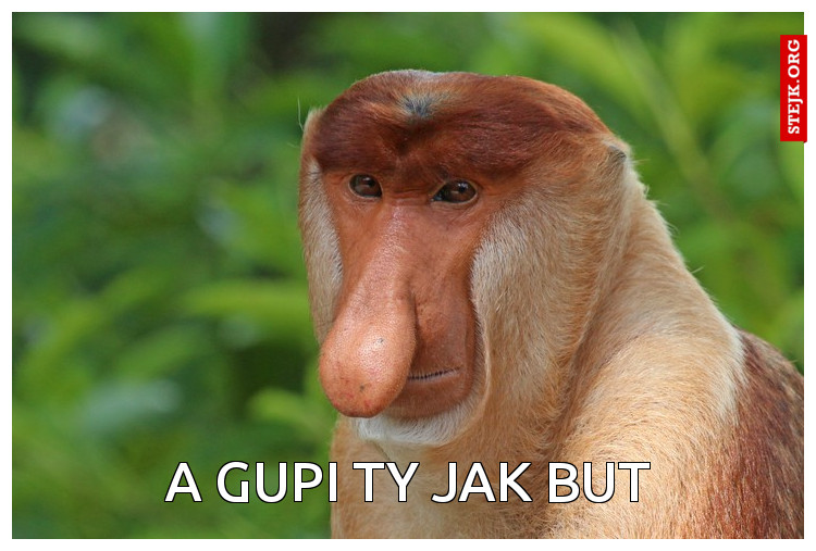 a gupi ty jak but
