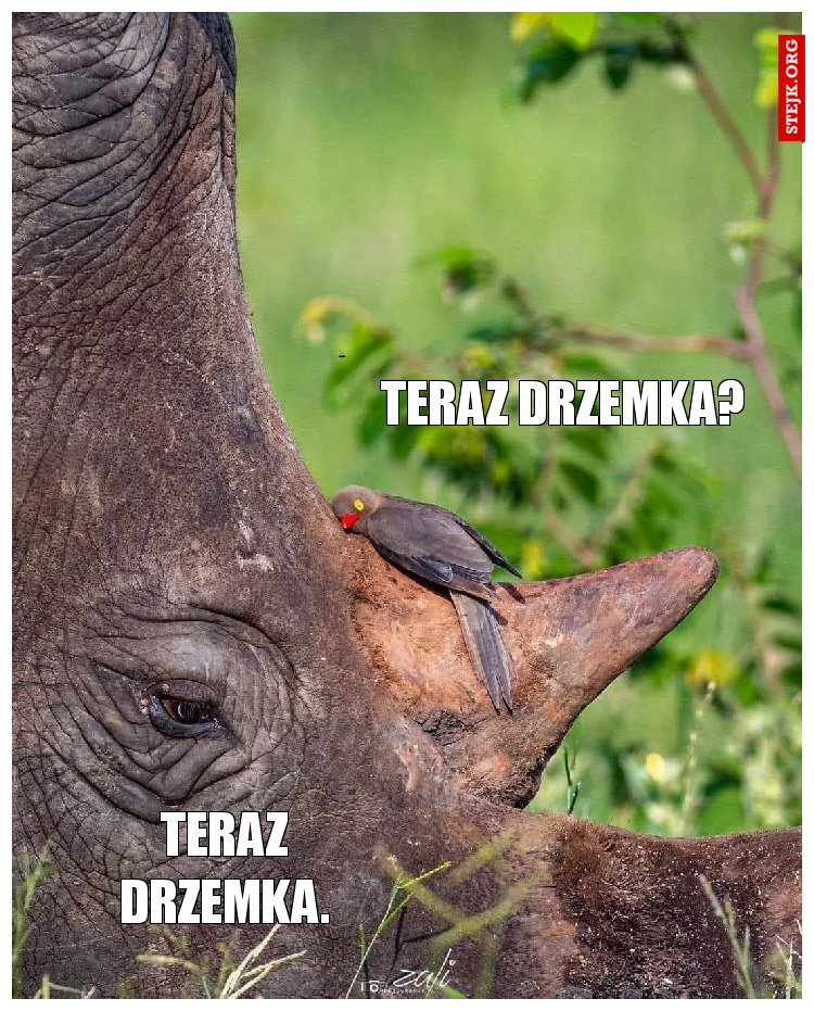 Teraz drzemka?
