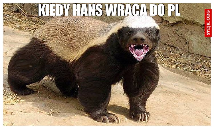kiedy hans wraca do pl