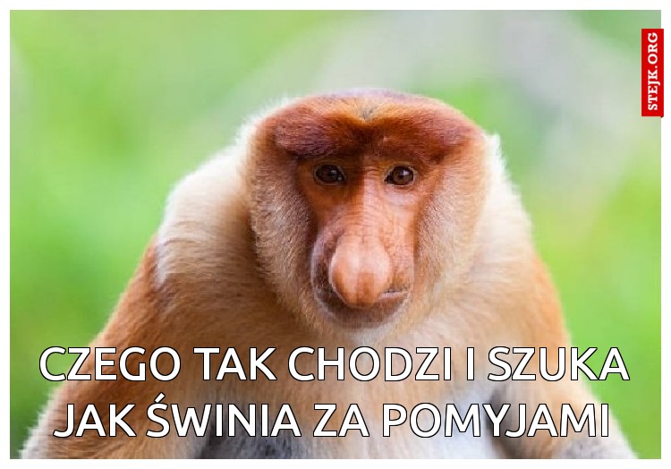 czego tak chodzi i szuka jak świnia za pomyjami