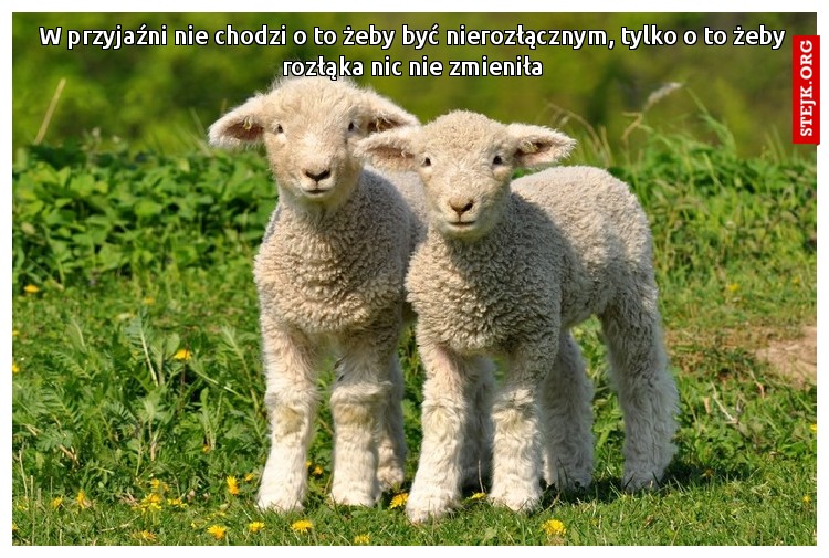 W przyjaźni nie chodzi o to żeby być nierozłącznym, tylko o to żeby rozłąka nic nie zmieniła