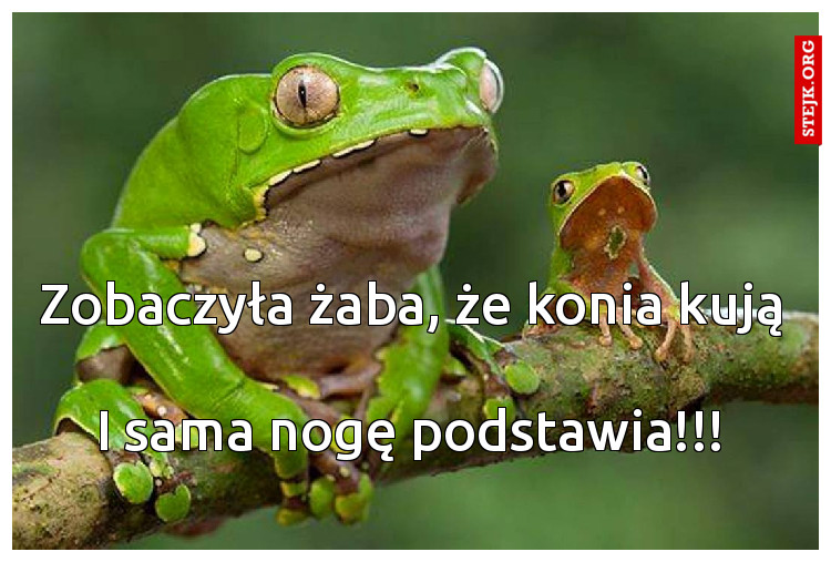Zobaczyła żaba, że konia kują 