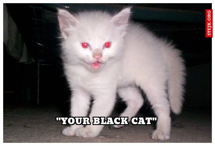 ''your black cat''