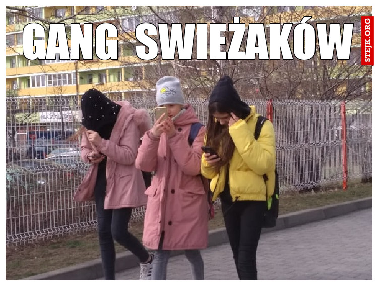 GANG  SWIEŻAKÓW