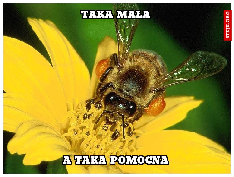 TAKA MAŁA