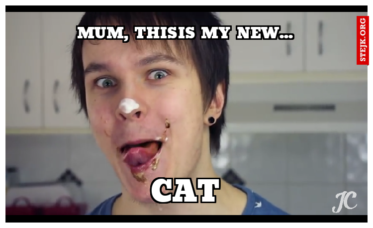 cat