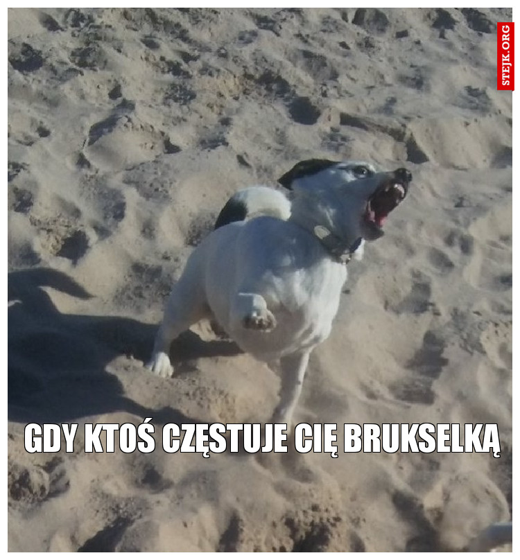 Gdy ktoś częstuje cię brukselką