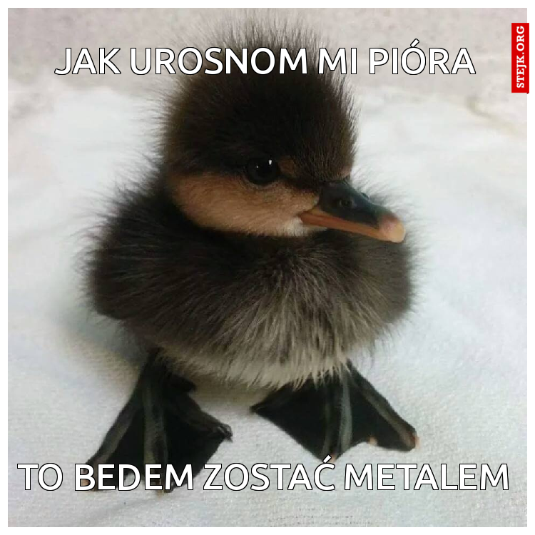 jak urosnom mi pióra