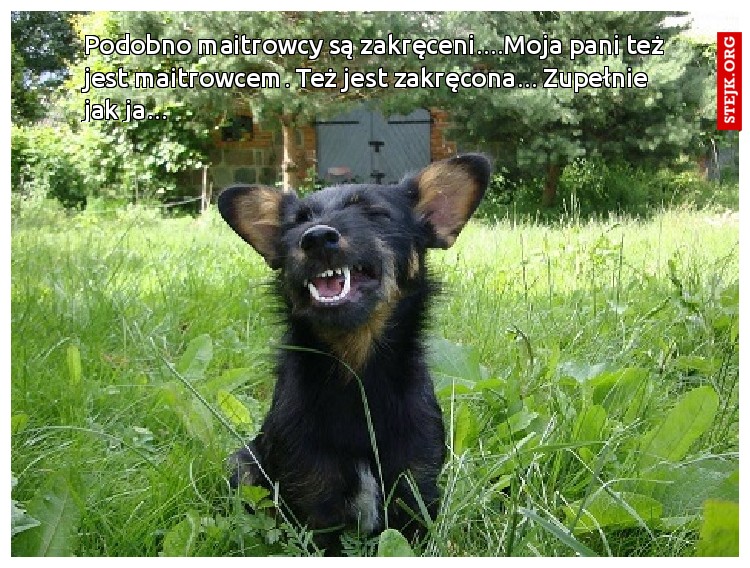Podobno maitrowcy są zakręceni....Moja pani też jest maitrowcem. Też jest zakręcona... Zupełnie jak ja...