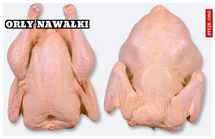 Orły Nawałki