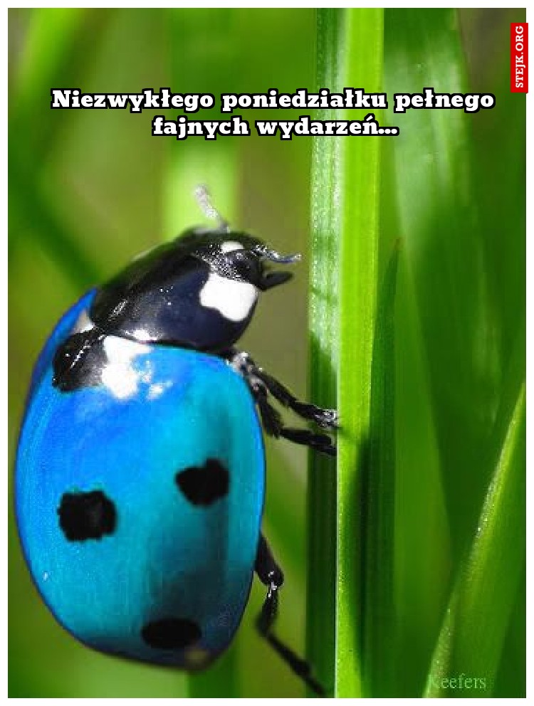 Niezwykłego poniedziałku pełnego fajnych wydarzeń...