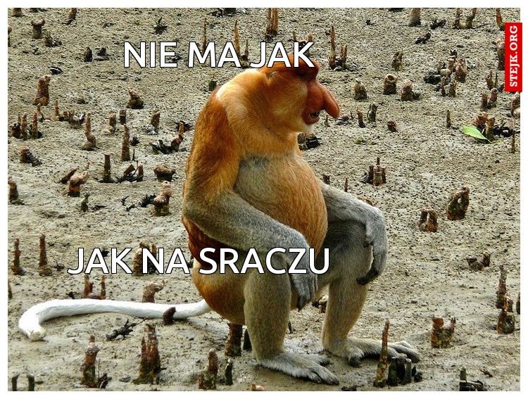 Nosacz wspaniały