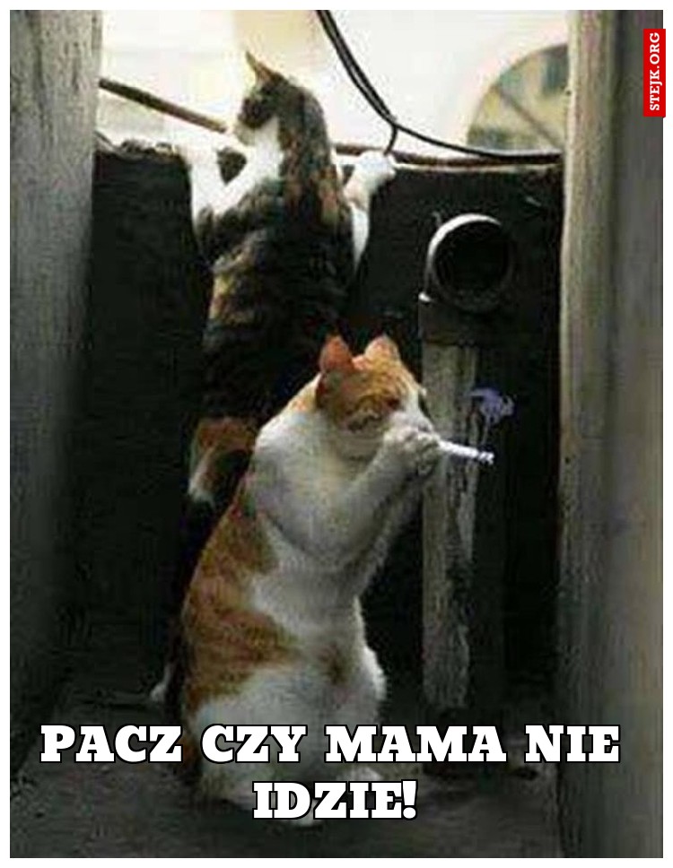 Pacz czy mama nie idzie!