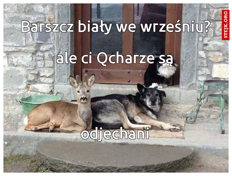 Barszcz biały we wrześniu?