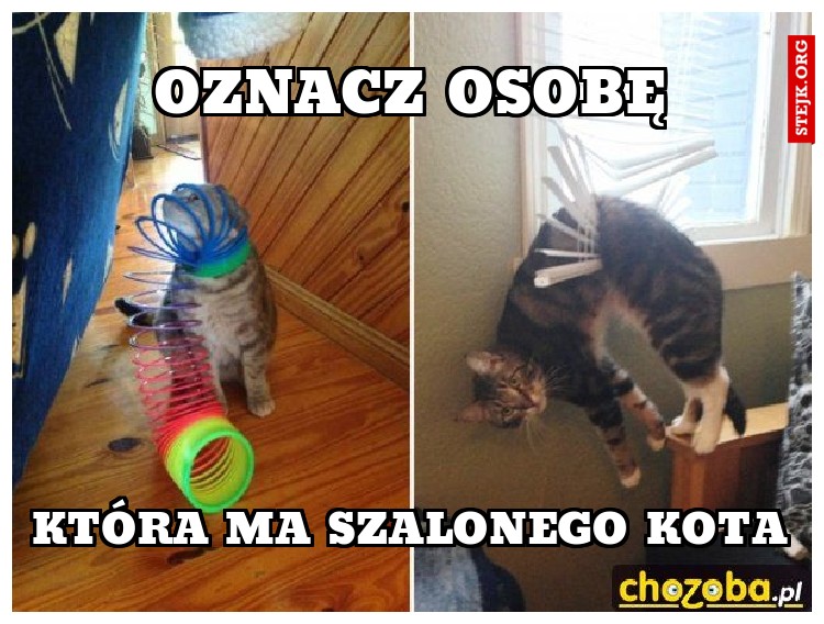 KTÓRA MA SZALONEGO KOTA