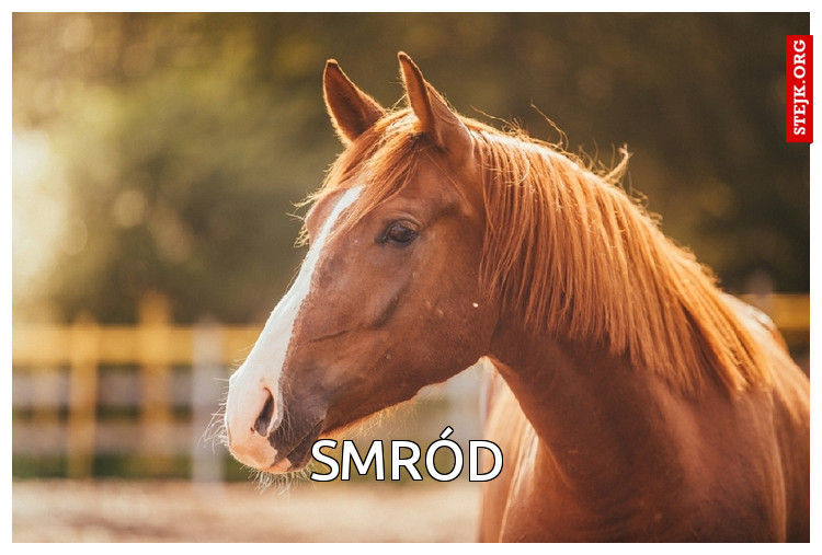 Smród