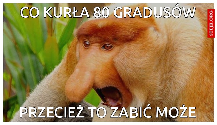 co kurła 80 gradusów