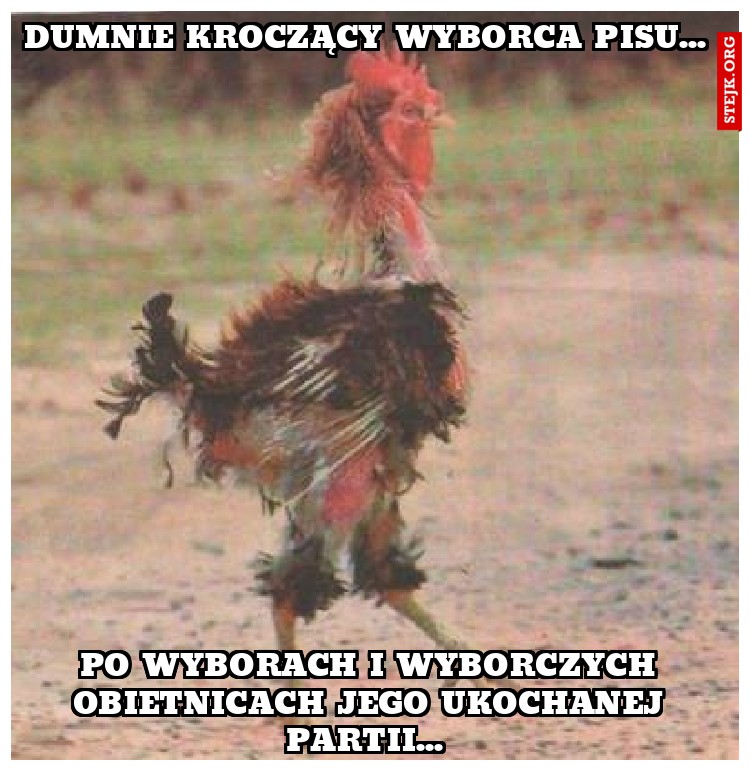 Dumnie kroczący wyborca pisu... 
