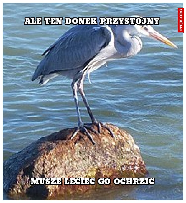 ale ten donek przystojny