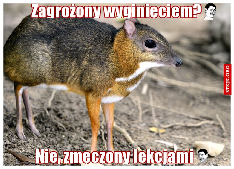 Zagrożony wyginięciem?