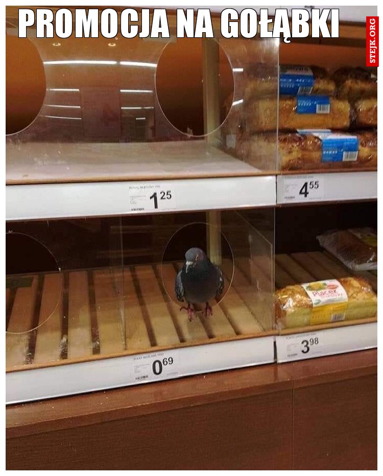 promocja na gołąbki