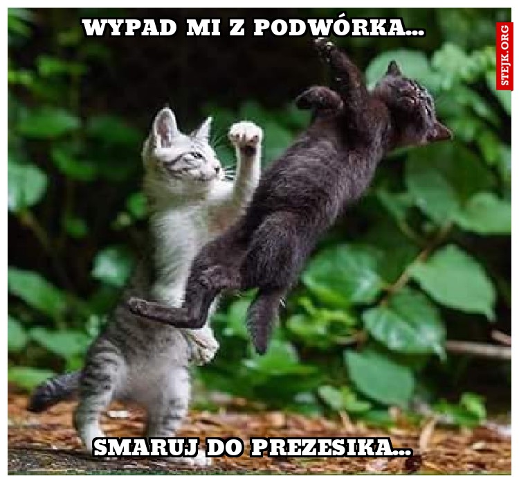 Wypad mi z podwórka... 