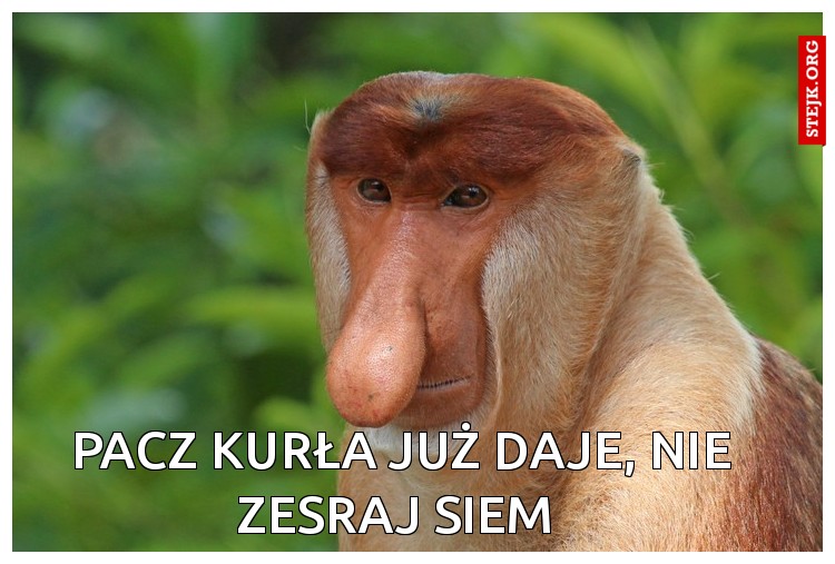 pacz kurła już daje, nie zesraj siem 