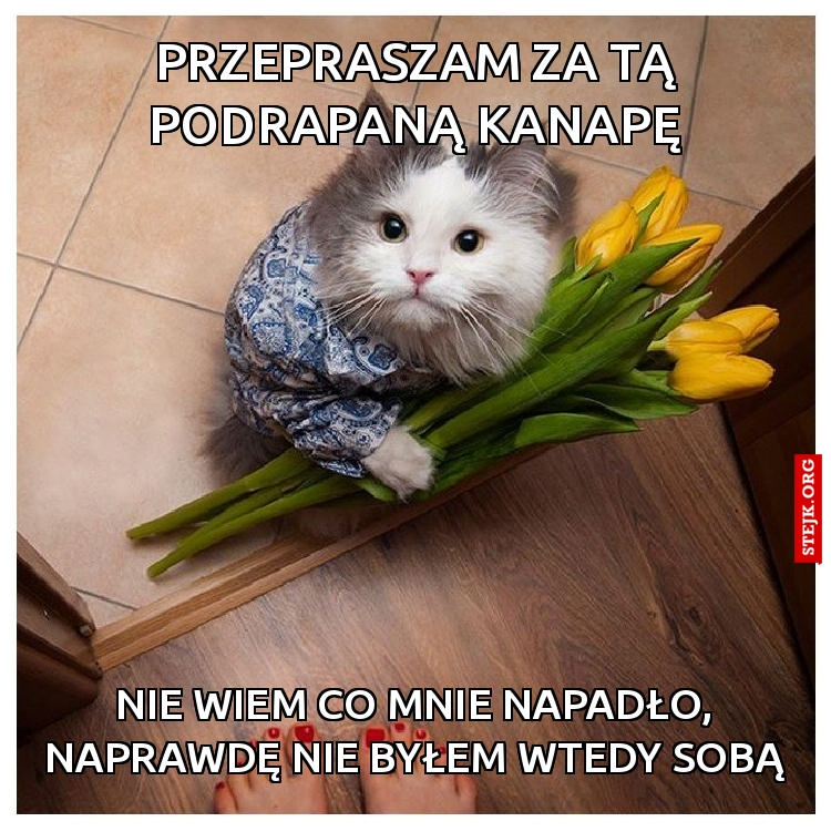 Przepraszam za tą podrapaną kanapę
