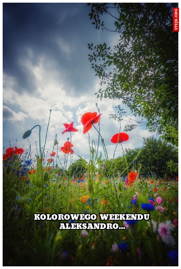 kolorowego weekendu aleksandro...