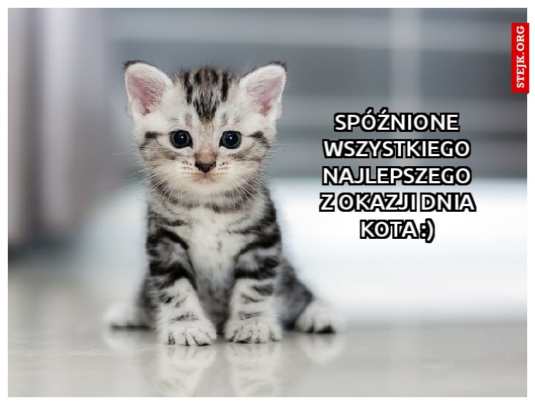 Spóźnione wszystkiego najlepszego z okazji dnia Kota :)