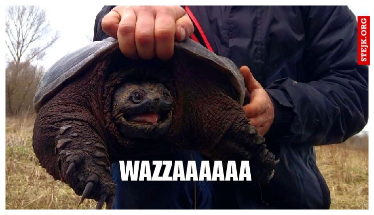 Wazzaaaaaa