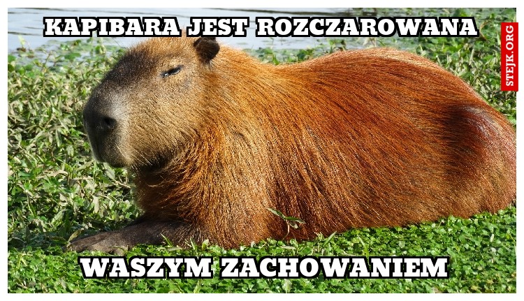 Kapibara jest rozczarowana