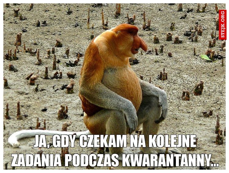 Ja, gdy czekam na kolejne zadania podczas kwarantanny...