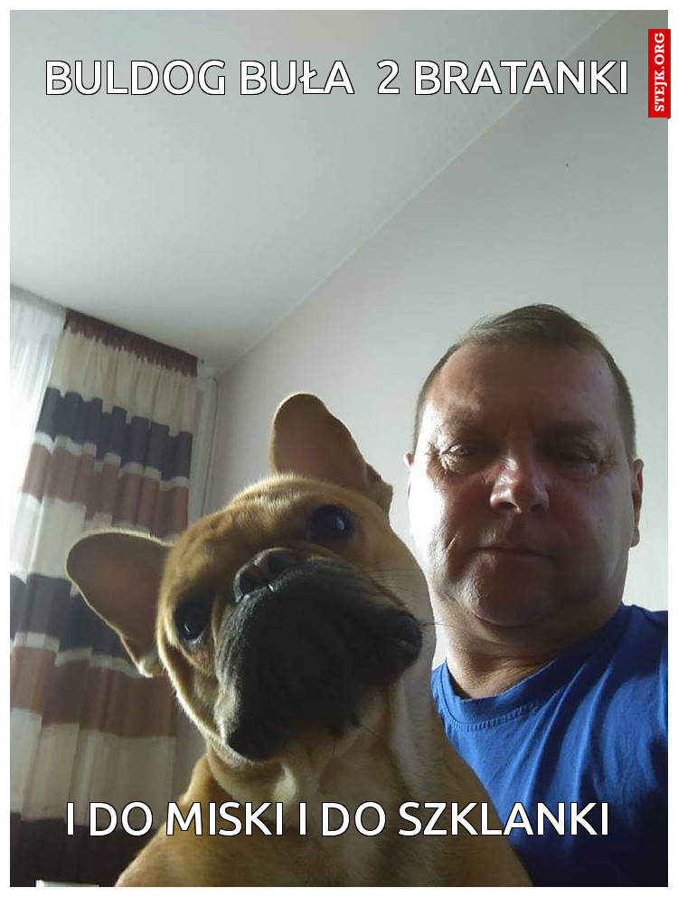 BULDOG BUŁA 2 BRATANKI