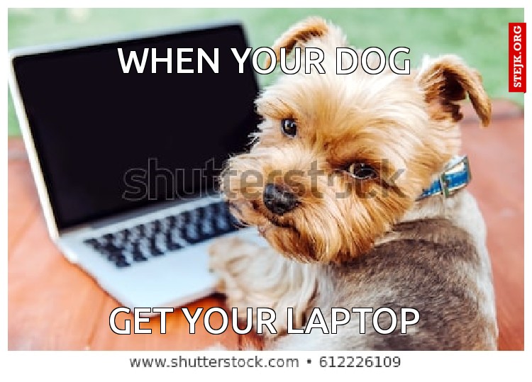 When your dog