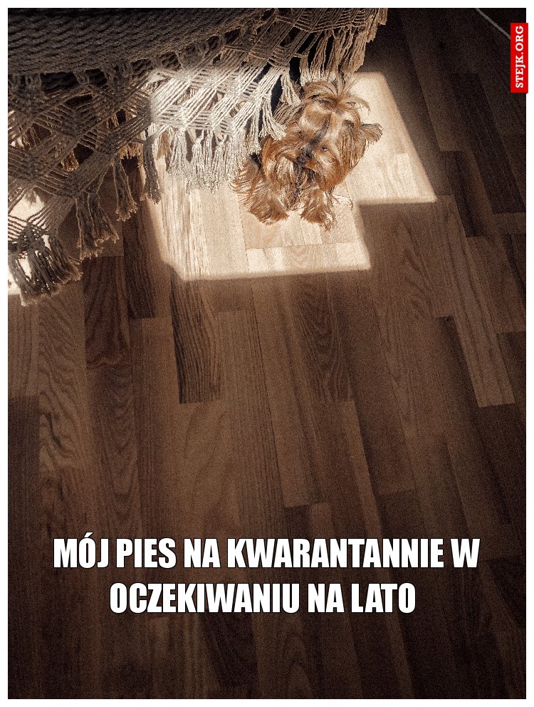 mój pies na kwarantannie W oczekiwaniu na lato 