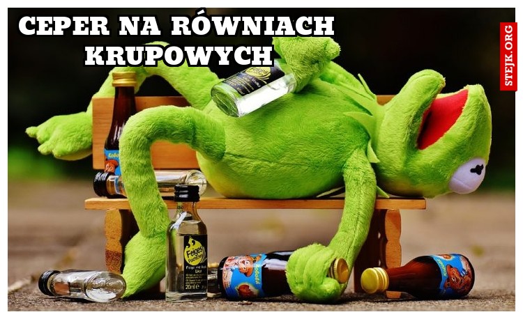 ceper na równiach krupowych