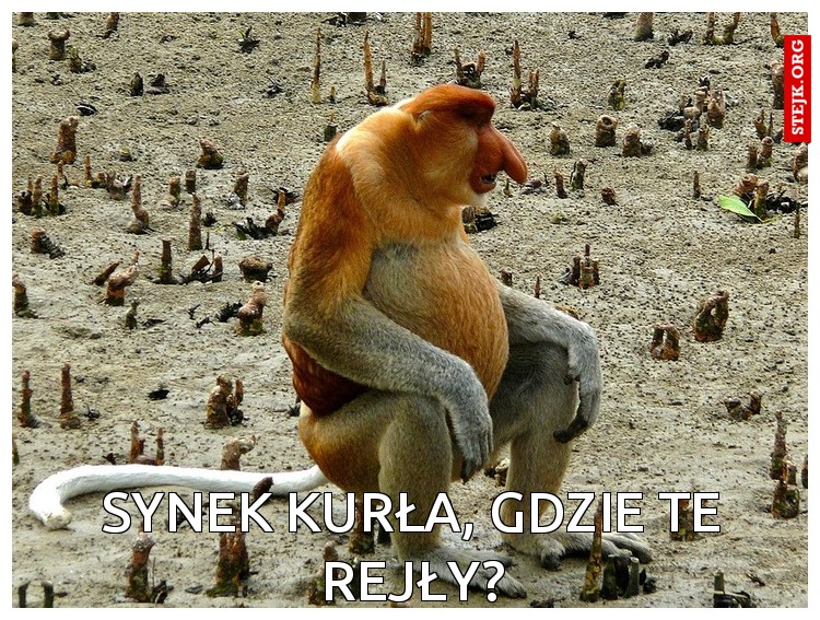 Synek kurła, gdzie te rejły?