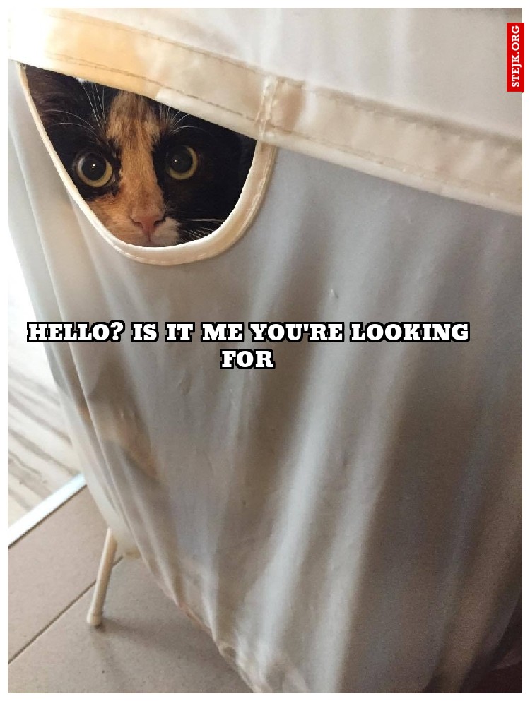 hello? is it me you're looking for 
