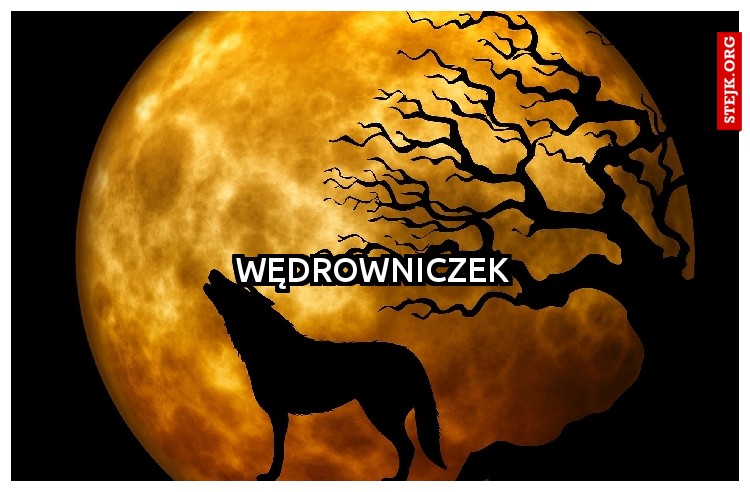 wędrowniczek