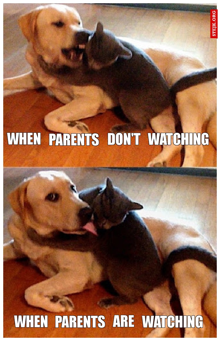 cat nad dog