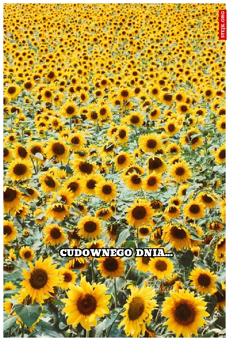 cudownego dnia...