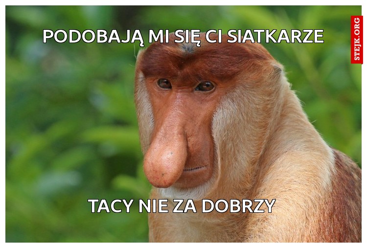 Podobają mi się ci siatkarze