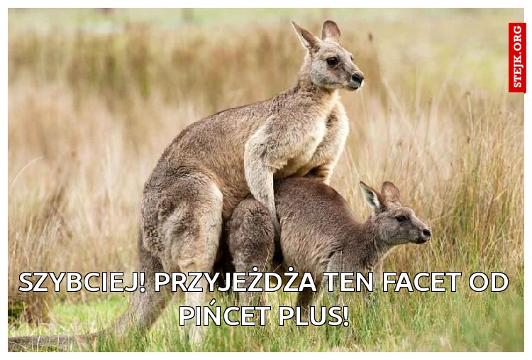 Szybciej! Przyjeżdża ten facet od pińcet plus!