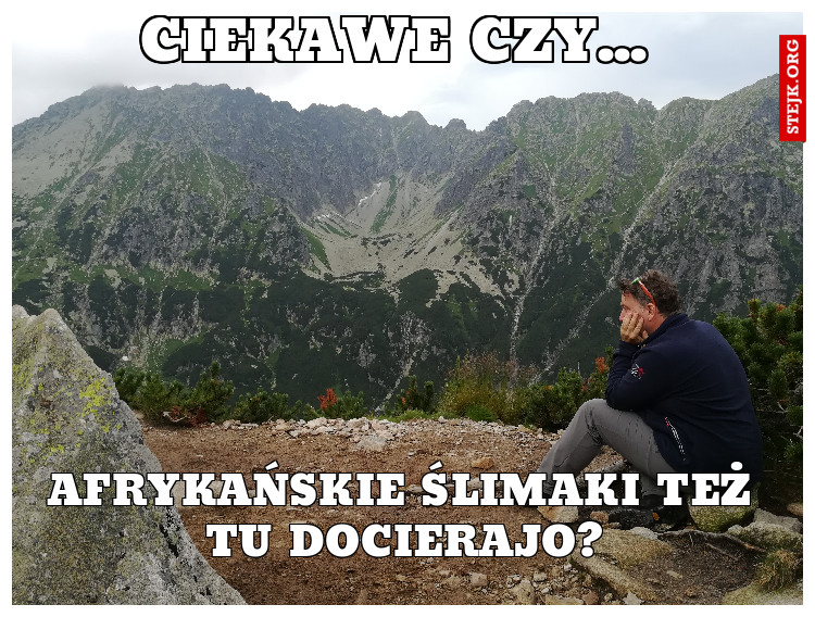 ciekawe czy...