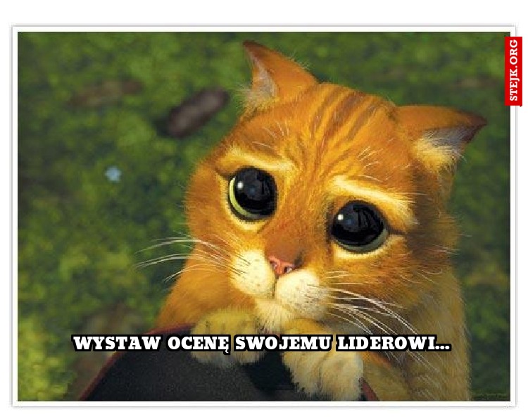 Wystaw ocenę swojemu liderowi...