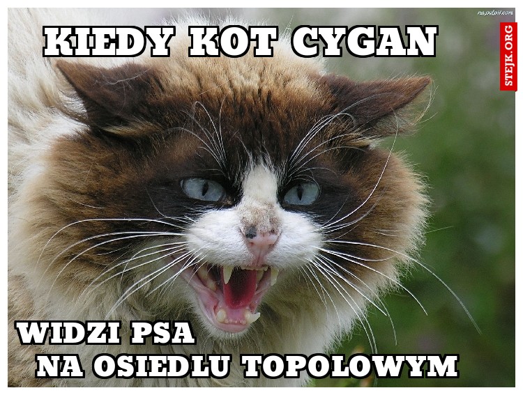 kiedy kot cygan