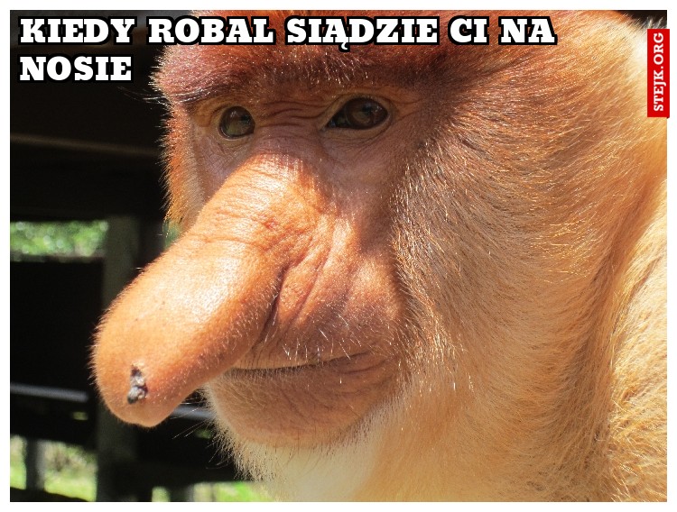 Kiedy Robal siądzie ci na nosie