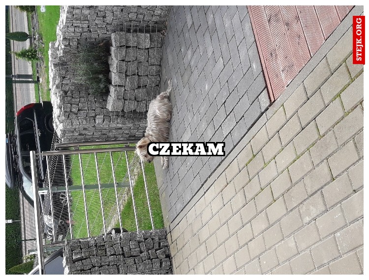 Czekam 