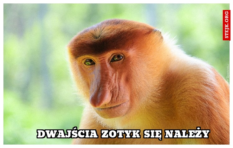 Dwajścia zotyk się należy  